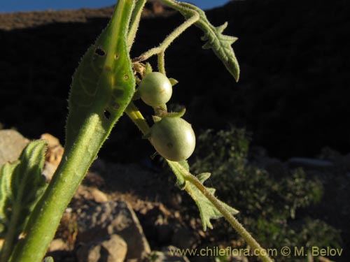 Solanum pulchellumの写真