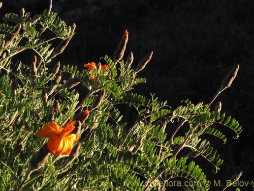 Imágen de Mutisia acuminata (). Haga un clic para aumentar parte de imágen.