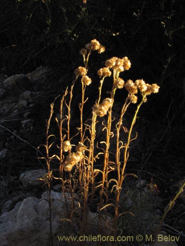 Asteraceae sp. #1982의 사진