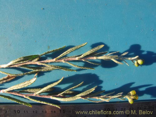 Image of Senecio sp. #1983 (). Click to enlarge parts of image.