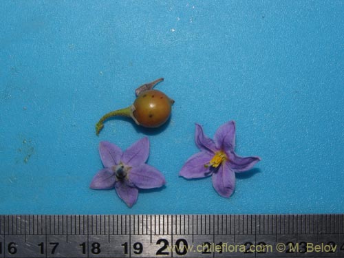 Фотография Solanum nitidum (). Щелкните, чтобы увеличить вырез.