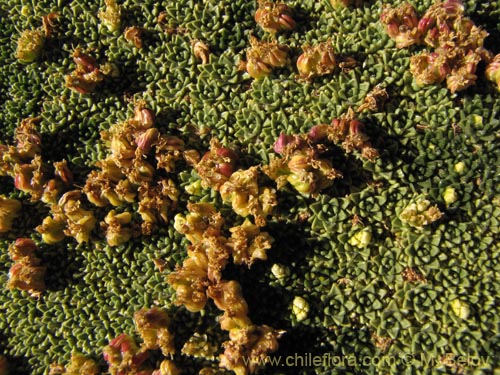 Image of Azorella compacta (). Click to enlarge parts of image.