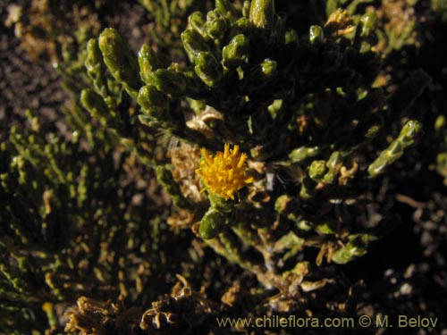 Asteraceae sp. #2083の写真