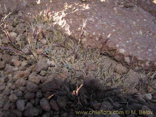 Imágen de Poaceae sp. #2115 (). Haga un clic para aumentar parte de imágen.