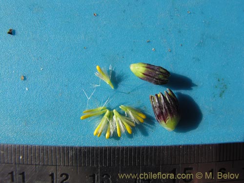 Imágen de Asteraceae sp. #2083 (). Haga un clic para aumentar parte de imágen.
