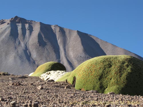 Image of Azorella compacta (). Click to enlarge parts of image.