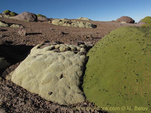 Image of Pycnophyllum bryoides (Llaretilla/Tacsana). Click to enlarge parts of image.