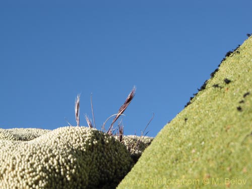 Stipa sp. #2110の写真