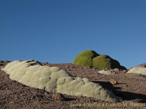 Image of Pycnophyllum bryoides (Llaretilla/Tacsana). Click to enlarge parts of image.