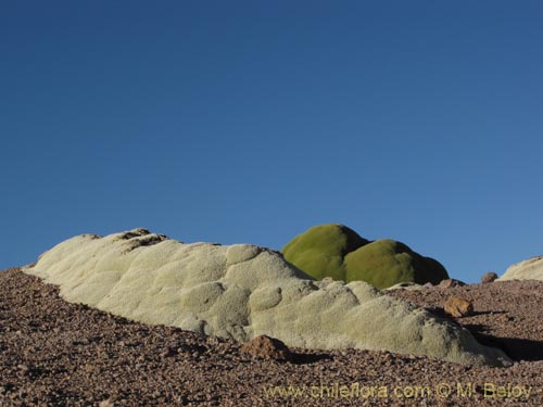 Bild von Pycnophyllum bryoides (Llaretilla/Tacsana). Klicken Sie, um den Ausschnitt zu vergrössern.