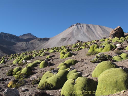 Image of Azorella compacta (). Click to enlarge parts of image.