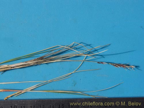 Image of Festuca sp. #2114 (). Click to enlarge parts of image.