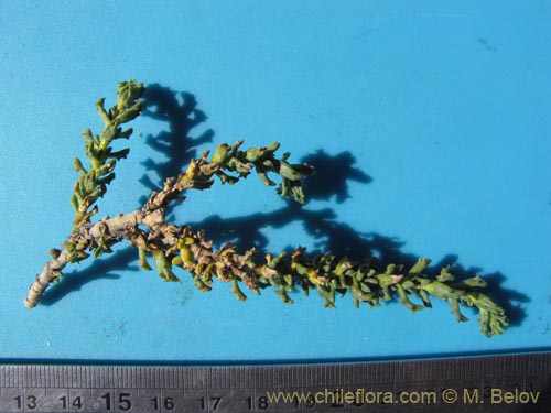 Image of Unidentified Plant sp. #3180 (). Click to enlarge parts of image.