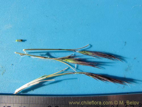 Image of Stipa sp. #2110 (). Click to enlarge parts of image.