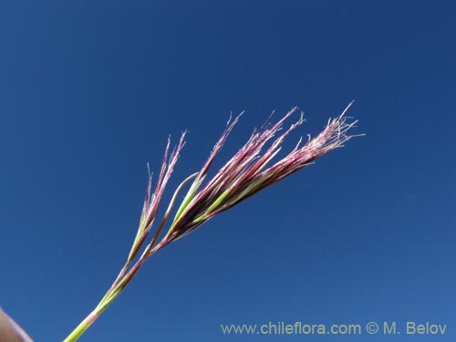 Stipa sp. #2110の写真