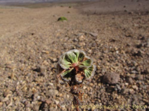 Фотография Не определенное растение sp. #2082 (). Щелкните, чтобы увеличить вырез.