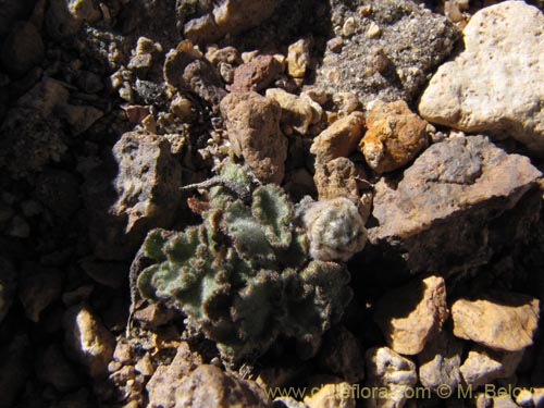 Image of Unidentified Plant sp. #2082 (). Click to enlarge parts of image.