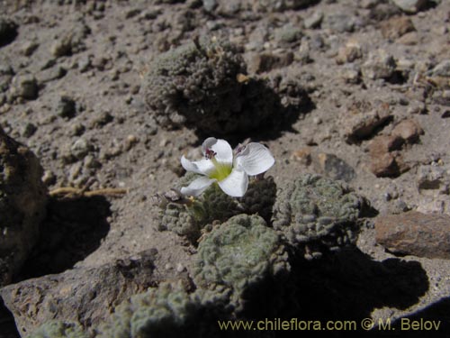 Imágen de Nototriche sp. #2084 (). Haga un clic para aumentar parte de imágen.