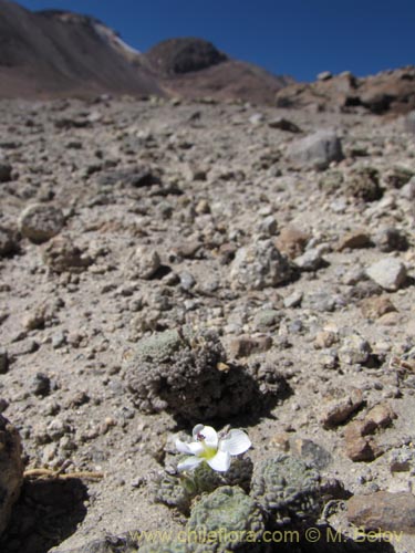 Imágen de Nototriche sp. #2084 (). Haga un clic para aumentar parte de imágen.