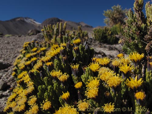 Asteraceae sp. #2083의 사진