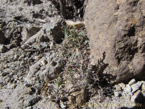 Imágen de Planta no identificada sp. #2096 (). Haga un clic para aumentar parte de imágen.