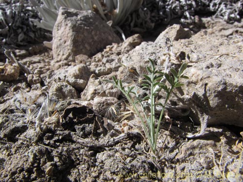 Imágen de Planta no identificada sp. #2096 (). Haga un clic para aumentar parte de imágen.