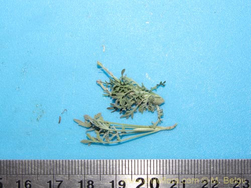 Image of Unidentified Plant sp. #2096 (). Click to enlarge parts of image.