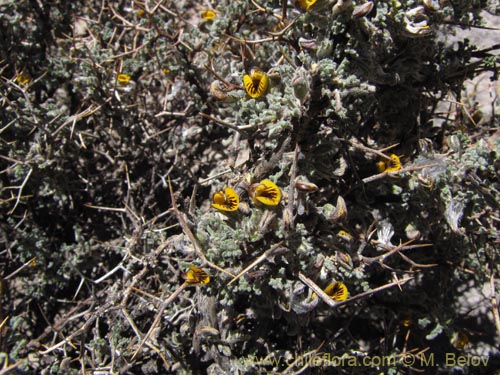 Imágen de Adesmia sp. #3152 (). Haga un clic para aumentar parte de imágen.