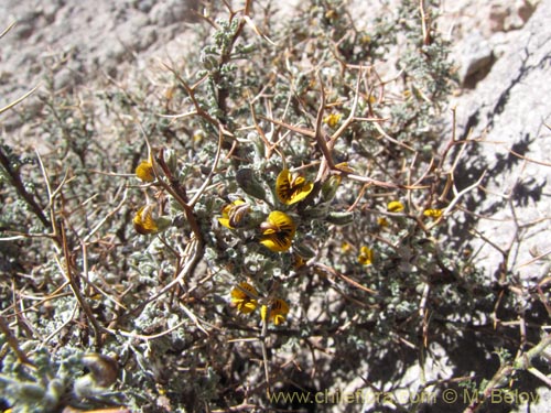 Imágen de Adesmia sp. #3152 (). Haga un clic para aumentar parte de imágen.