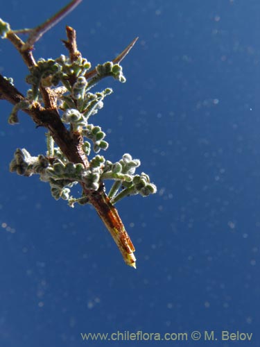 Imágen de Adesmia sp. #3152 (). Haga un clic para aumentar parte de imágen.