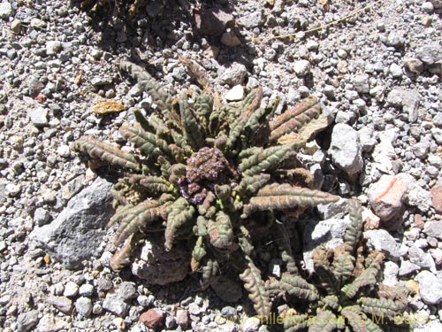 Image of Phacelia setigera (). Click to enlarge parts of image.