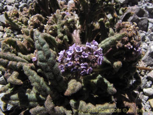 Bild von Phacelia setigera (). Klicken Sie, um den Ausschnitt zu vergrössern.