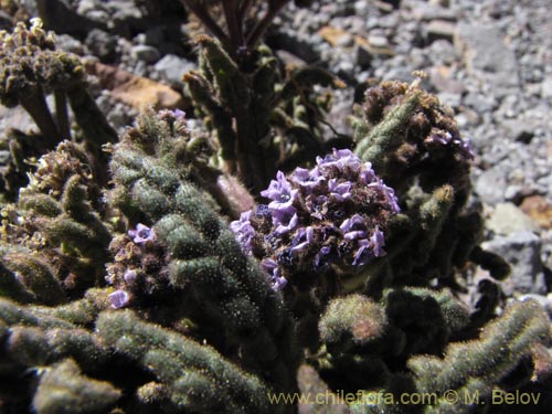 Imágen de Phacelia setigera (). Haga un clic para aumentar parte de imágen.