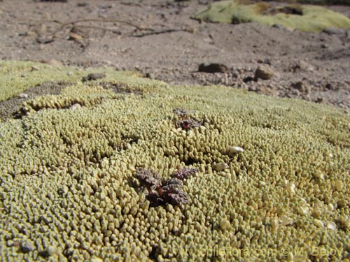 Imágen de Nototriche rugosa (). Haga un clic para aumentar parte de imágen.