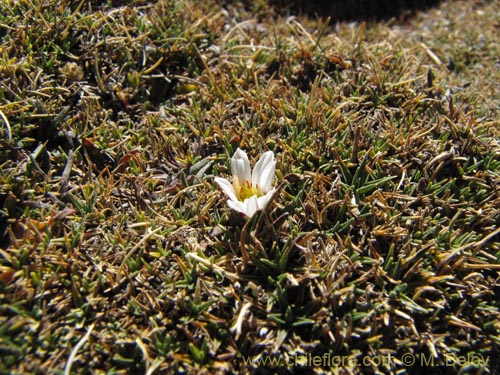 Image of Unidentified Plant sp. #3003 (). Click to enlarge parts of image.