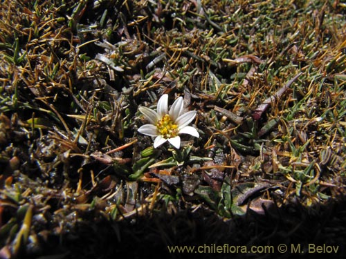 Imágen de Planta no identificada sp. #3003 (). Haga un clic para aumentar parte de imágen.