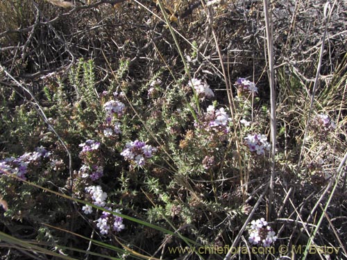 Image of Verbenaceae sp. #2066 (). Click to enlarge parts of image.