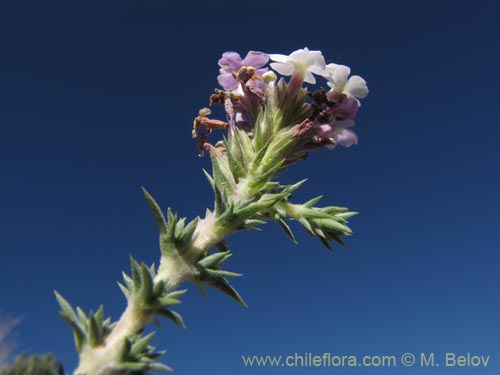 Image of Verbenaceae sp. #2066 (). Click to enlarge parts of image.