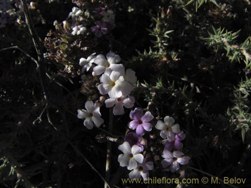 Verbenaceae sp. #2066の写真