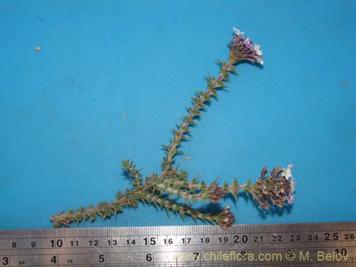 Фотография Verbenaceae sp. #2066 (). Щелкните, чтобы увеличить вырез.