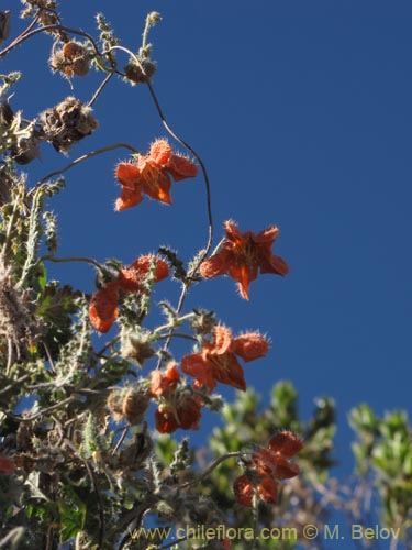 Caiophora cirsiifolia의 사진