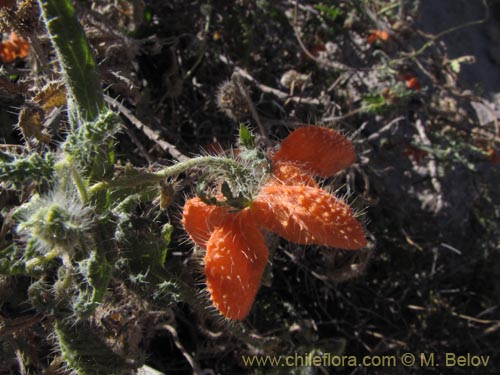 Caiophora cirsiifolia의 사진