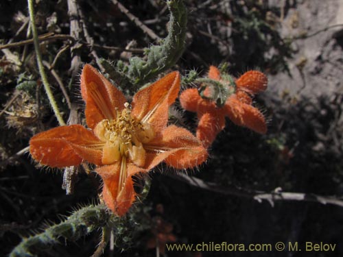 Фотография Caiophora cirsiifolia (). Щелкните, чтобы увеличить вырез.