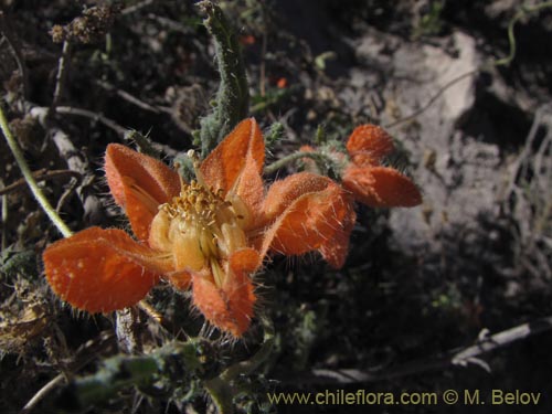 Caiophora cirsiifolia의 사진