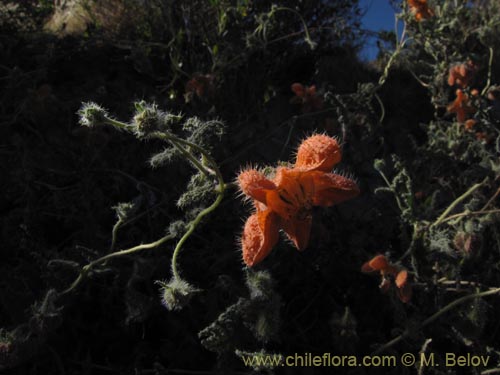 Bild von Caiophora cirsiifolia (). Klicken Sie, um den Ausschnitt zu vergrössern.