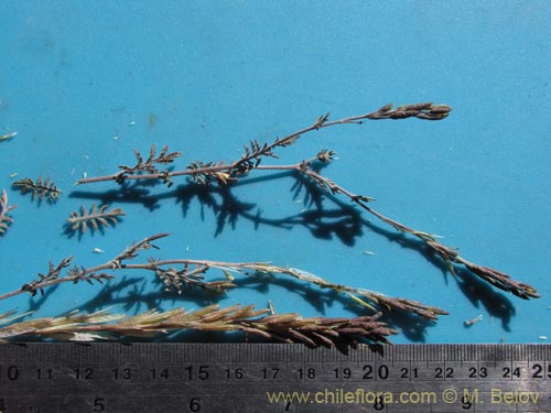 Фотография Brassicaceae sp. #2036 (). Щелкните, чтобы увеличить вырез.