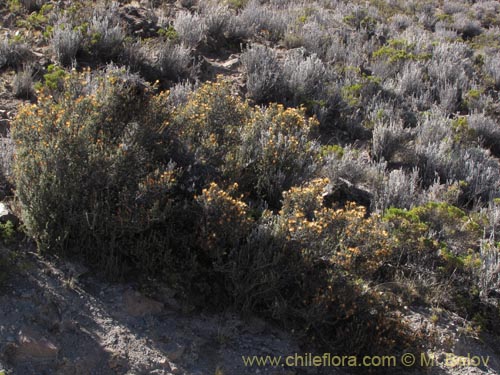 Chuquiraga spinosa subsp. rotundifolia의 사진