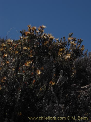 Image of Chuquiraga spinosa subsp. rotundifolia (). Click to enlarge parts of image.