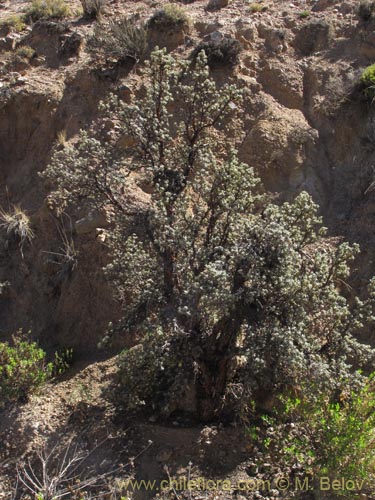 Imágen de Polylepis rugulosa (). Haga un clic para aumentar parte de imágen.