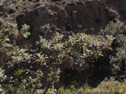 Imágen de Polylepis rugulosa (). Haga un clic para aumentar parte de imágen.